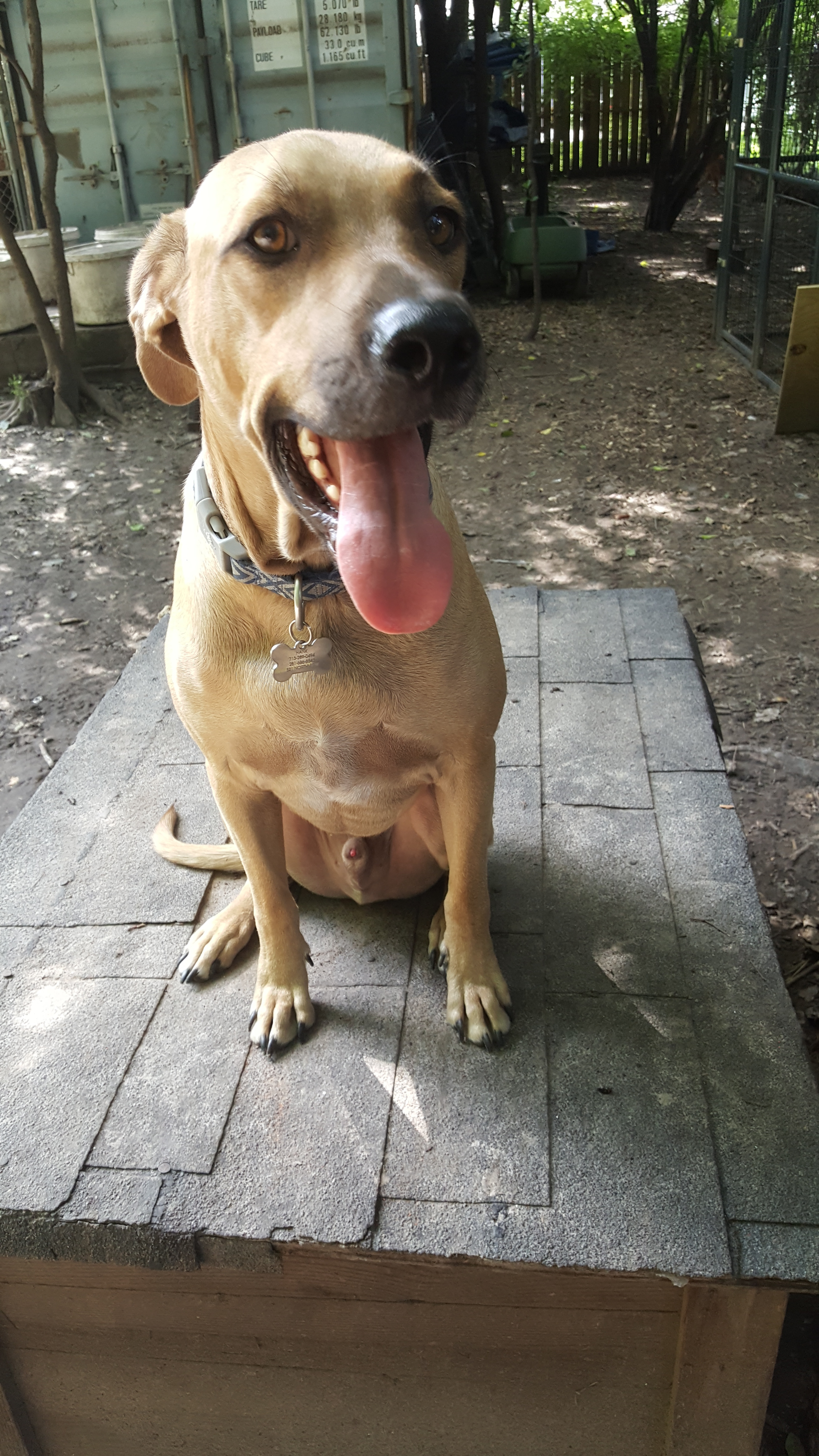 Hank, an adoptable Black Mouth Cur, Labrador Retriever in Houston, TX, 77075 | Photo Image 4
