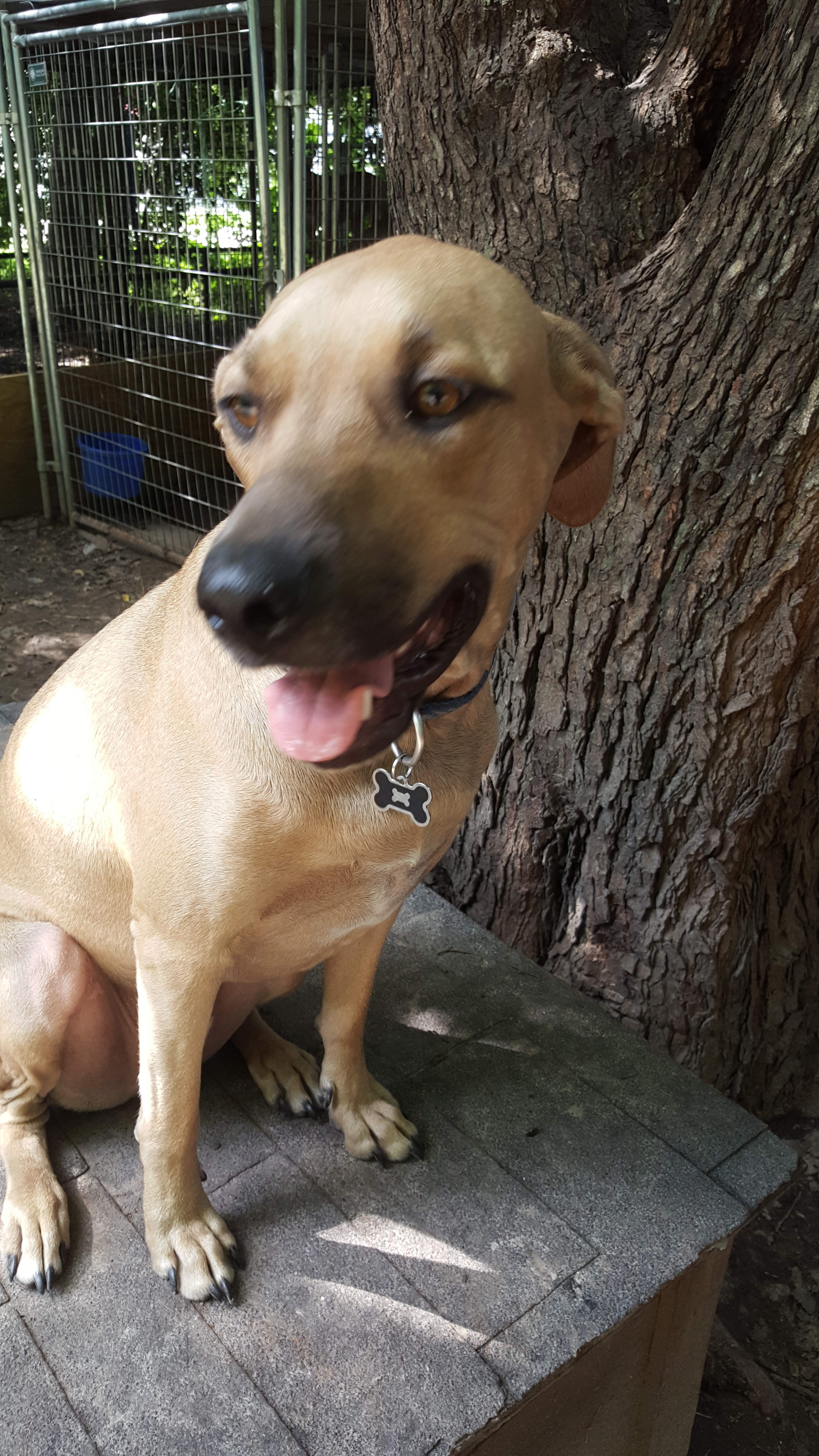 Hank, an adoptable Black Mouth Cur, Labrador Retriever in Houston, TX, 77075 | Photo Image 5