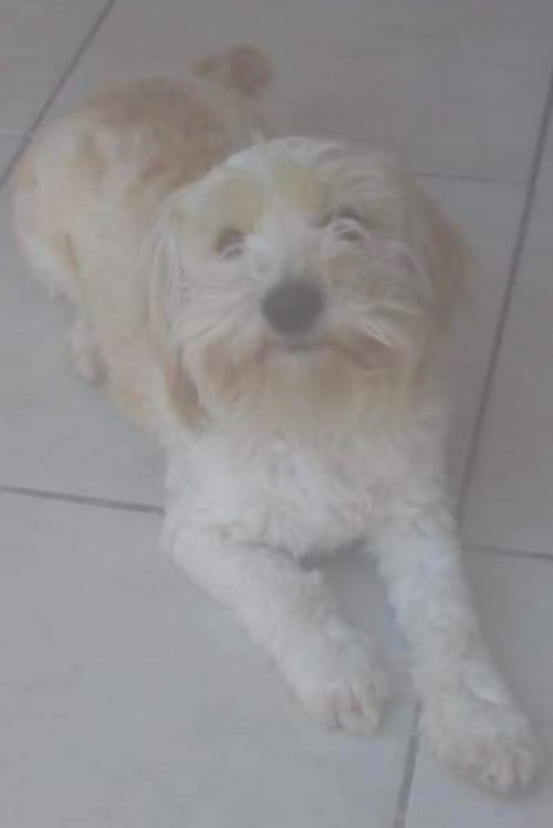 . Estrellita .