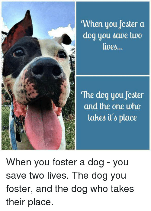 fostering dogs
