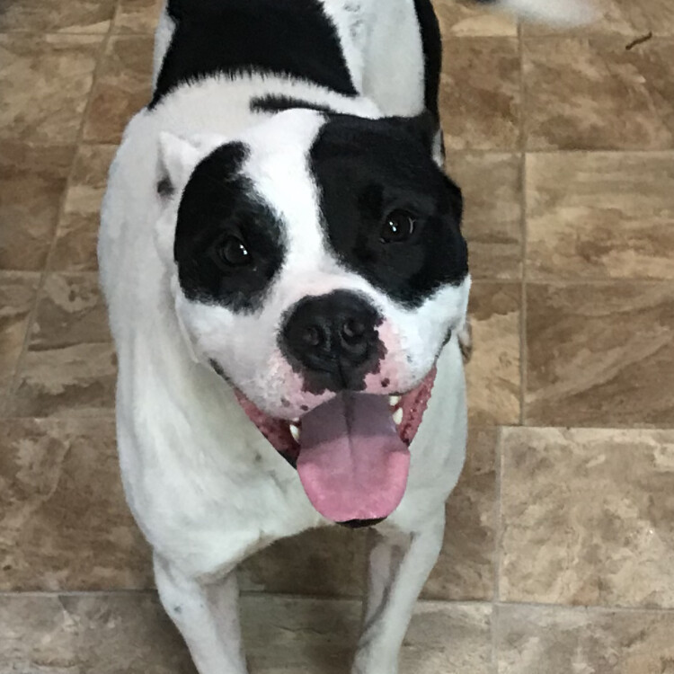 Mr. Perfect, an adoptable Husky, American Bulldog in Memphis, TN, 38111 | Photo Image 2