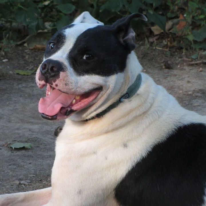 frakke have på Render Dog for adoption - Mr. Perfect, a Husky & American Bulldog Mix in Memphis,  TN | Petfinder