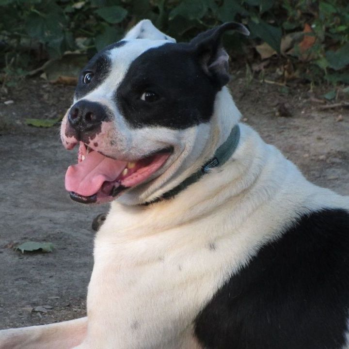 Bulldog mixed with sales husky