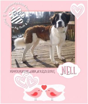 Nell ADOPTION PENDING