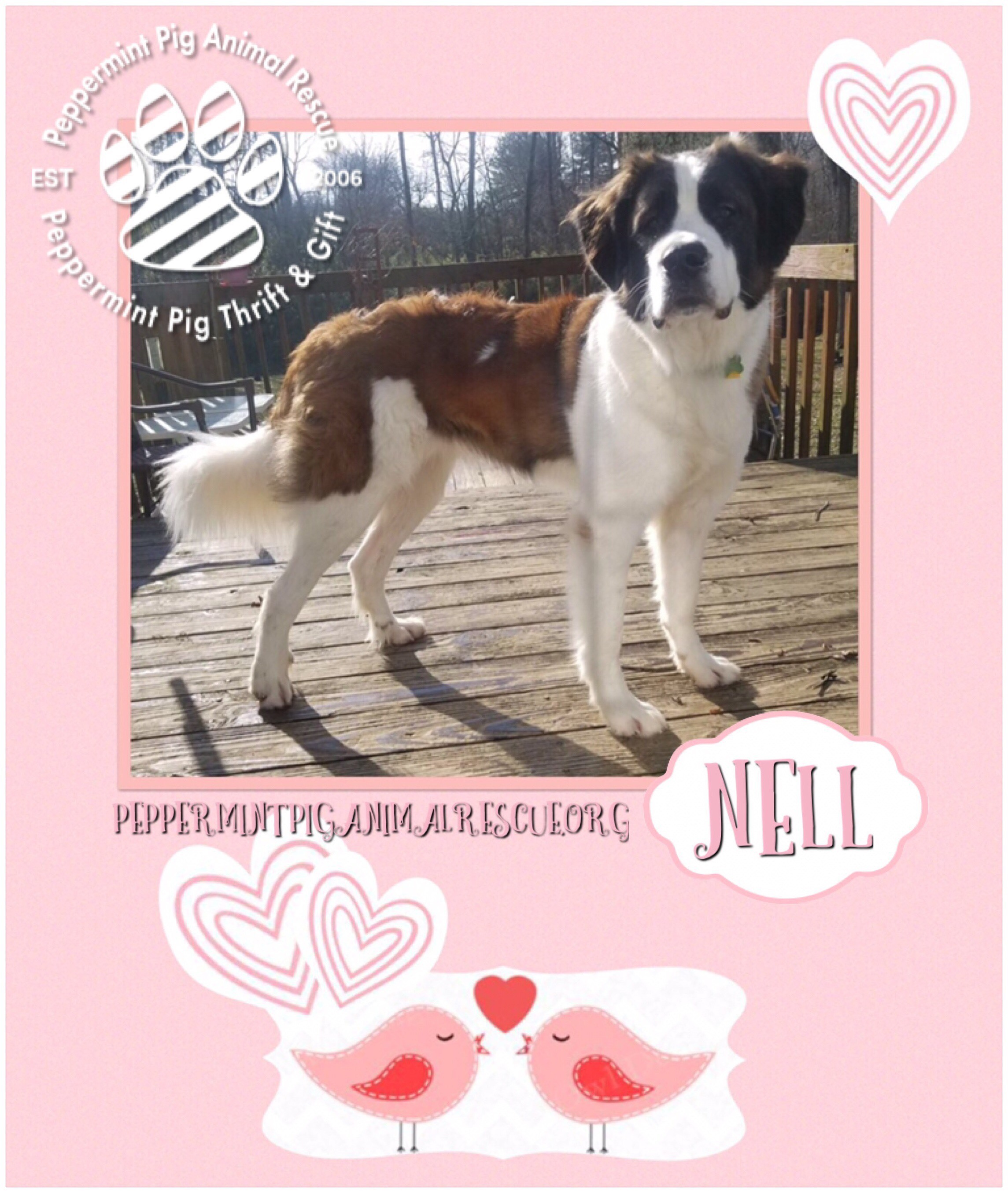 Nell Adoption Pending detail page