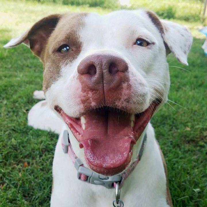 Hope, an adoptable Pit Bull Terrier Mix in Oklahoma City, OK_image-1