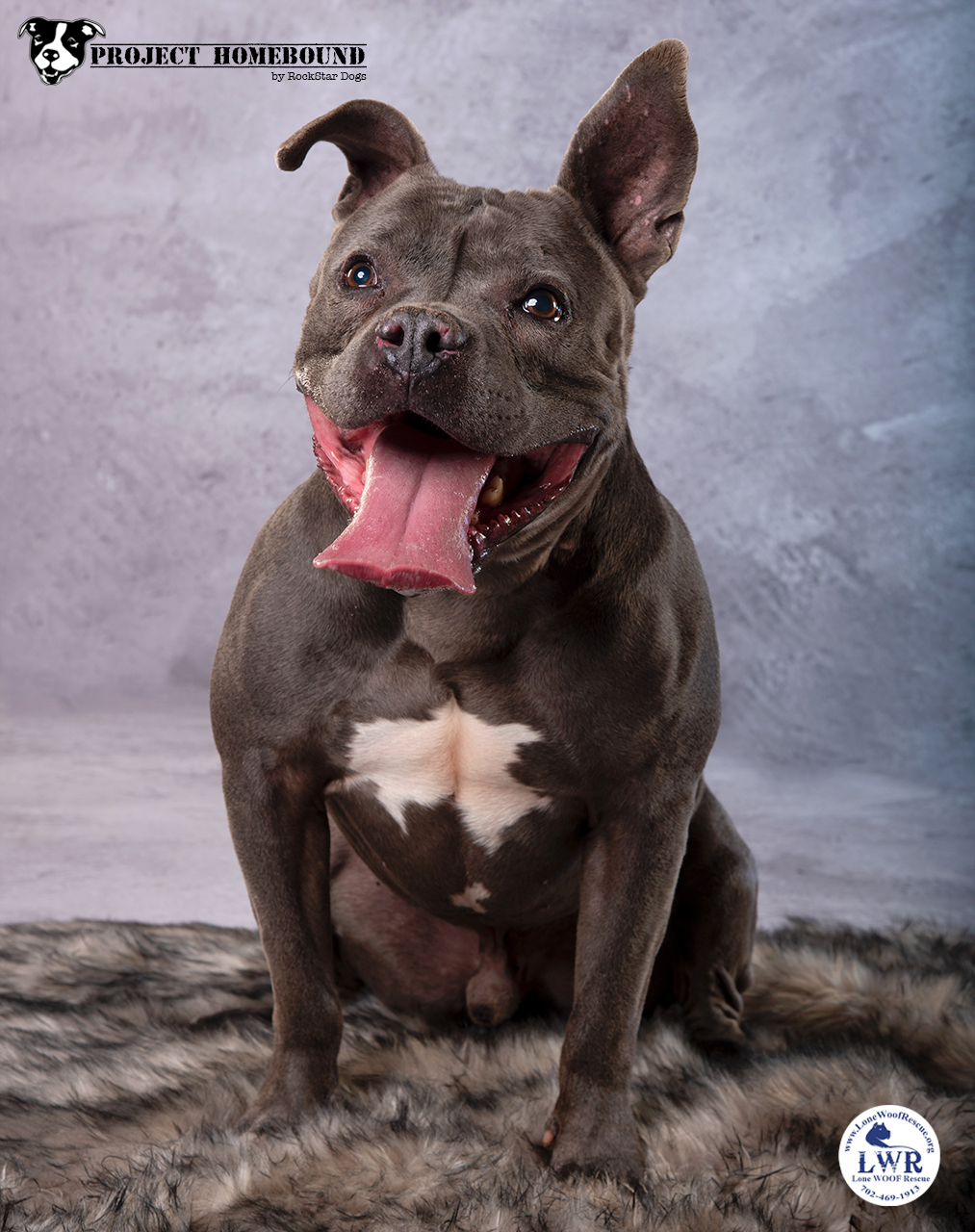 Tyson, an adoptable American Bulldog, Pit Bull Terrier in Jean, NV, 89019 | Photo Image 1
