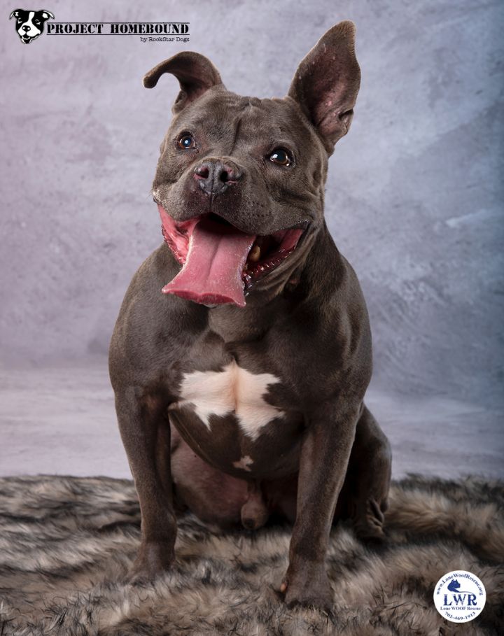 Tyson, an adoptable American Bulldog & Pit Bull Terrier Mix in Jean, NV_image-1