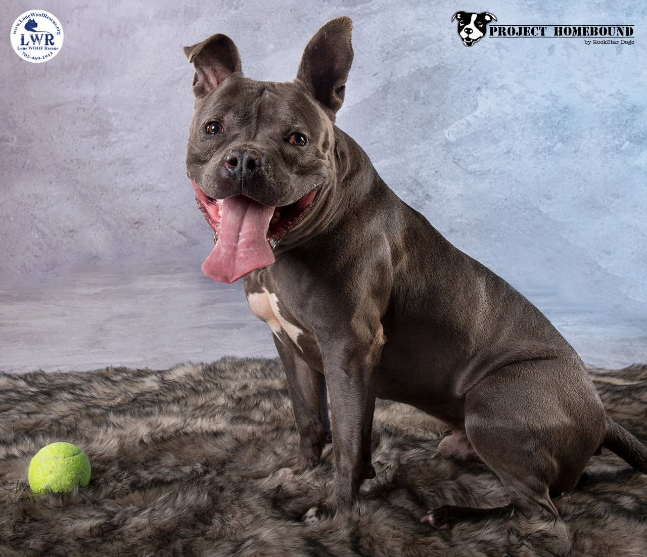 Tyson, an adoptable American Bulldog, Pit Bull Terrier in Jean, NV, 89019 | Photo Image 2