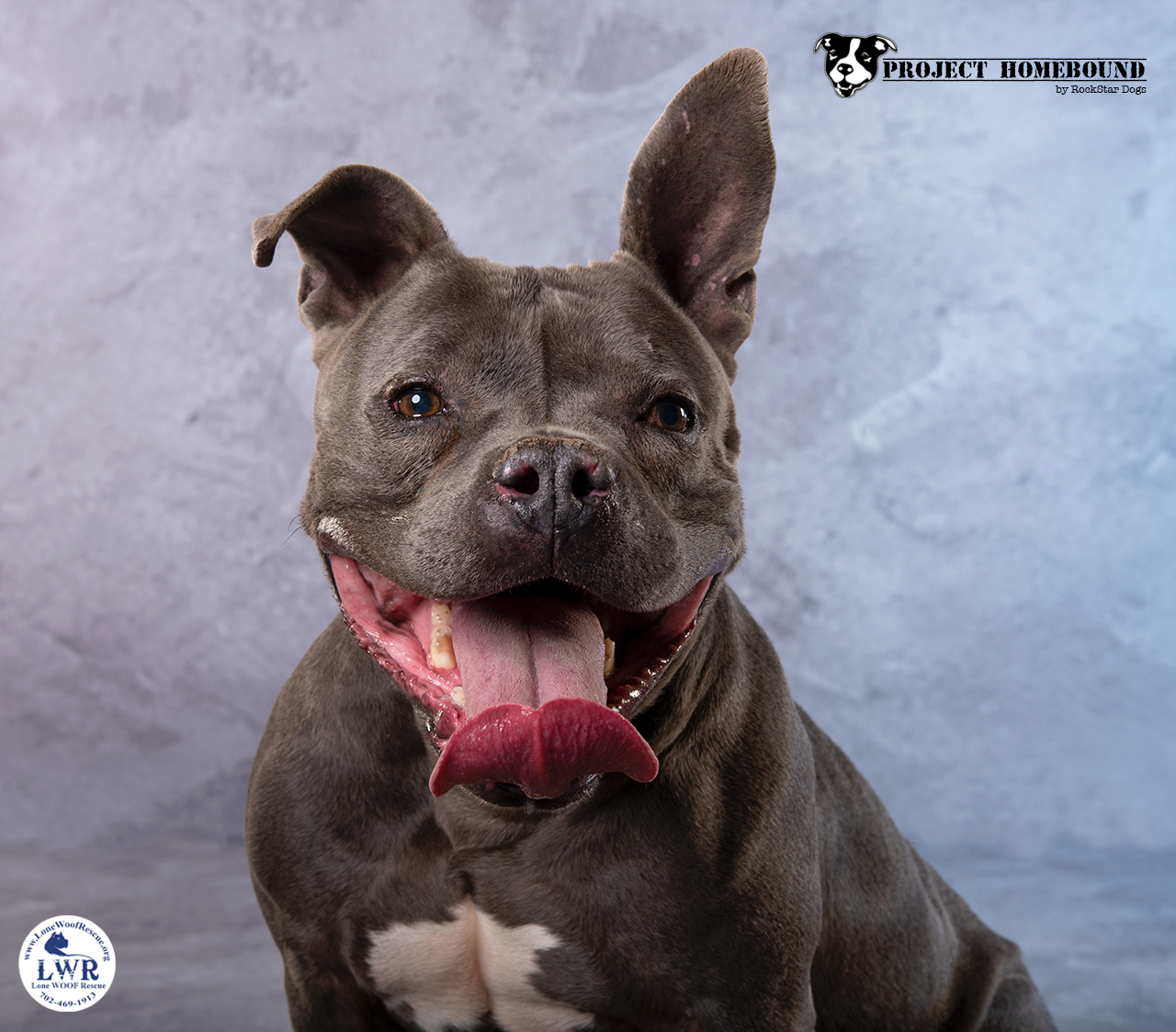 Tyson, an adoptable American Bulldog, Pit Bull Terrier in Jean, NV, 89019 | Photo Image 3