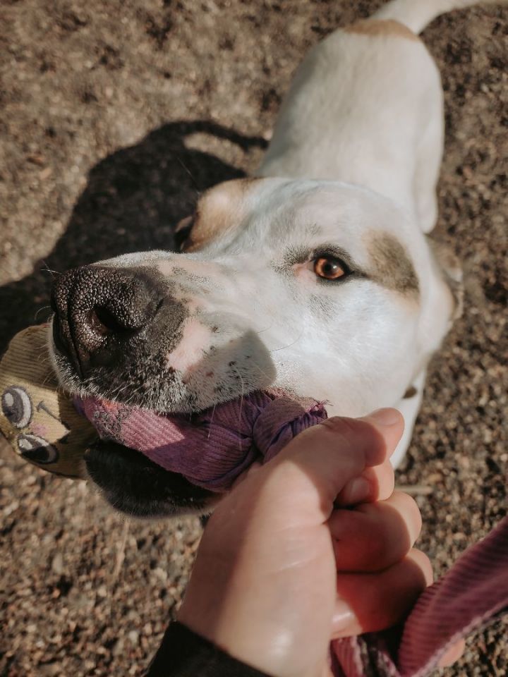 *BANNER, an adoptable American Staffordshire Terrier Mix in Prineville, OR_image-1