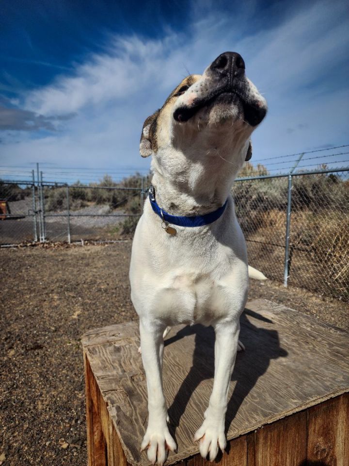 *BANNER, an adoptable American Staffordshire Terrier Mix in Prineville, OR_image-4