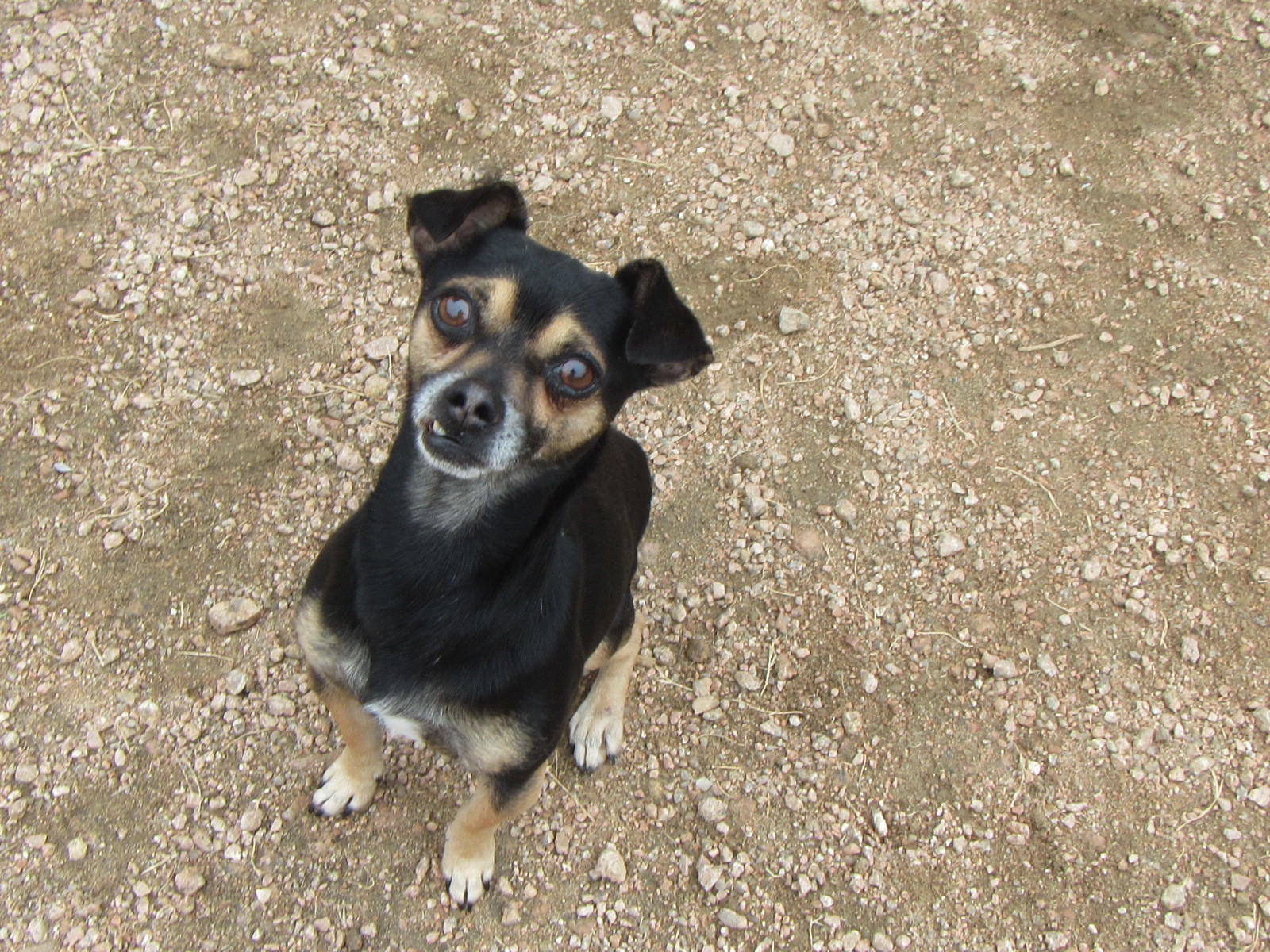 Milo* A157425, an adoptable Chihuahua in Plano, TX, 75093 | Photo Image 2