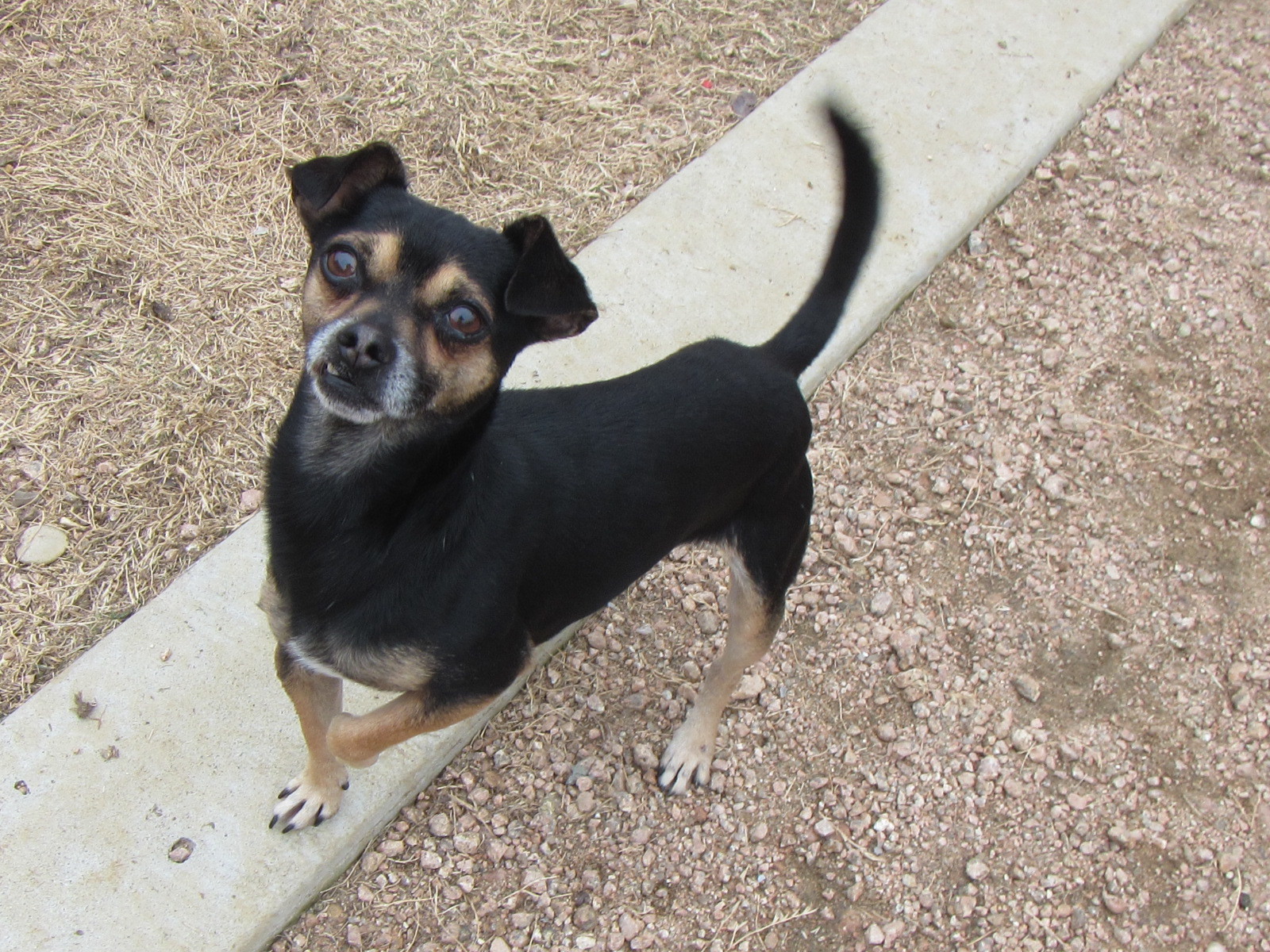 Milo* A157425, an adoptable Chihuahua in Plano, TX, 75093 | Photo Image 3