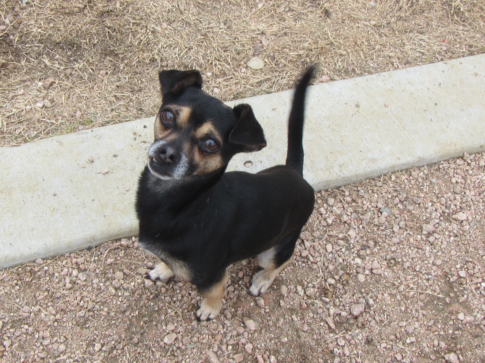 Milo* A157425, an adoptable Chihuahua in Plano, TX, 75093 | Photo Image 4
