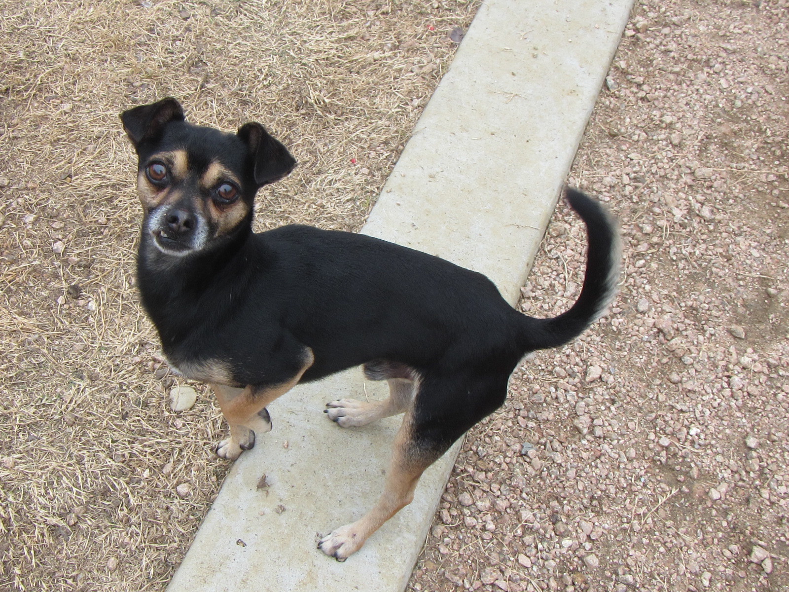 Milo* A157425, an adoptable Chihuahua in Plano, TX, 75093 | Photo Image 5