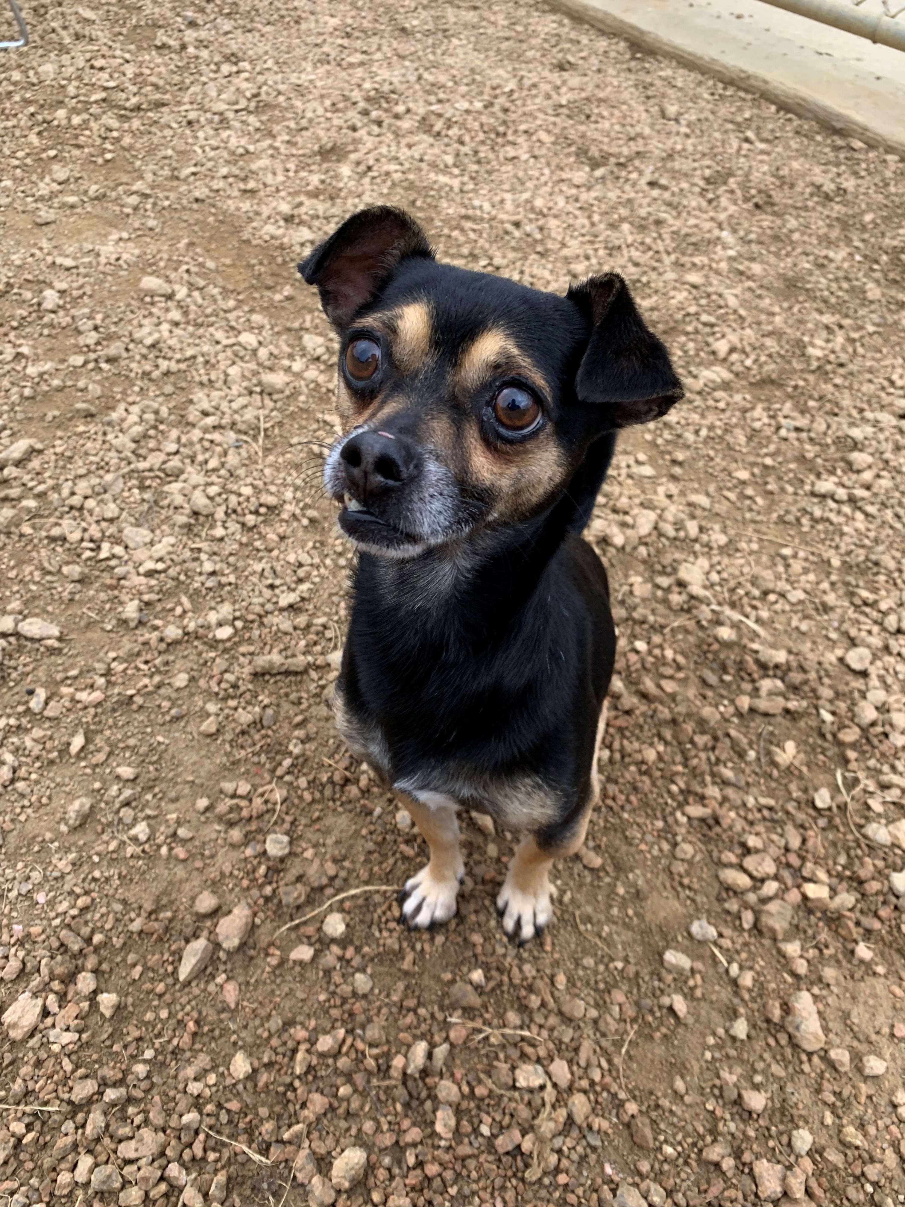 Milo* A157425, an adoptable Chihuahua in Plano, TX, 75093 | Photo Image 1