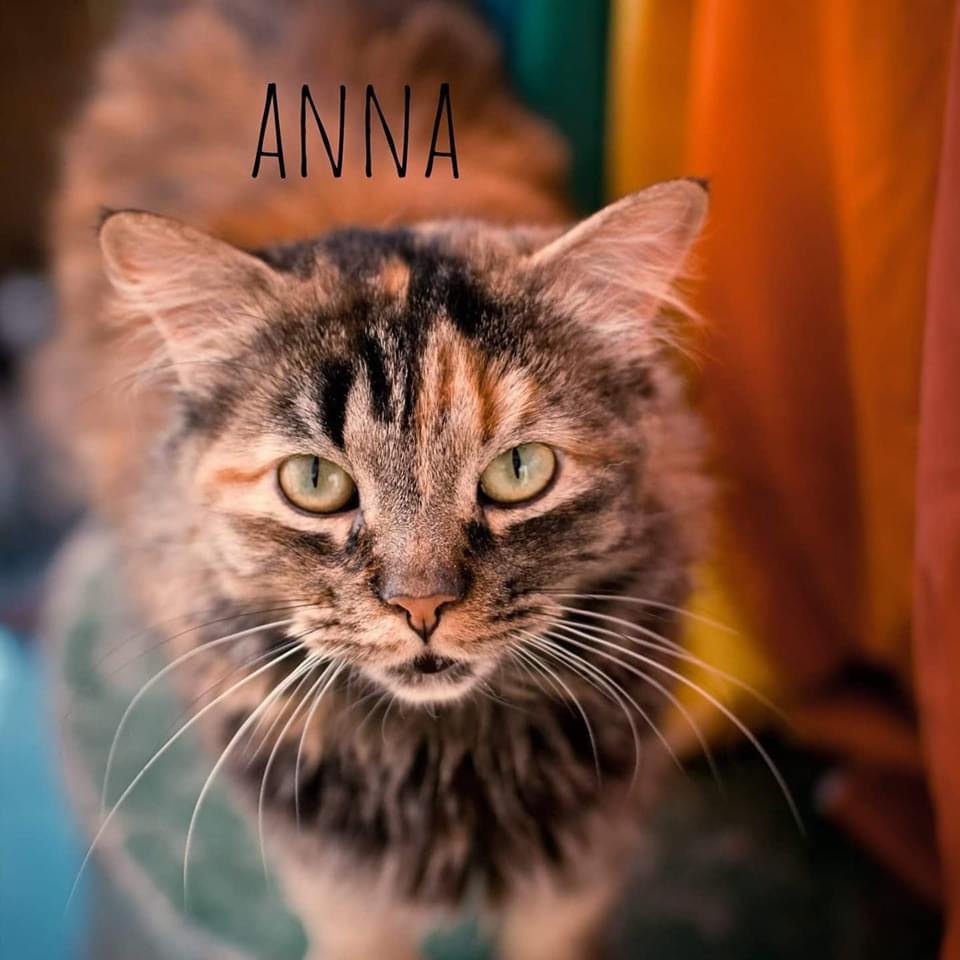 Anna, an adoptable Domestic Medium Hair, Torbie in St. George, UT, 84790 | Photo Image 6
