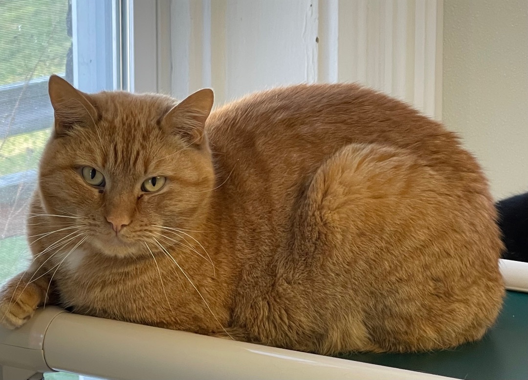 Taboo, an adoptable Domestic Short Hair in Greensburg, PA, 15601 | Photo Image 2