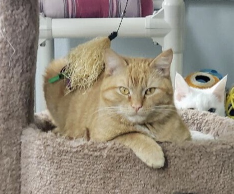Taboo, an adoptable Domestic Short Hair in Greensburg, PA, 15601 | Photo Image 1