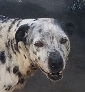 Dog For Adoption Beauty A Dalmatian Mix In Newport Beach Ca