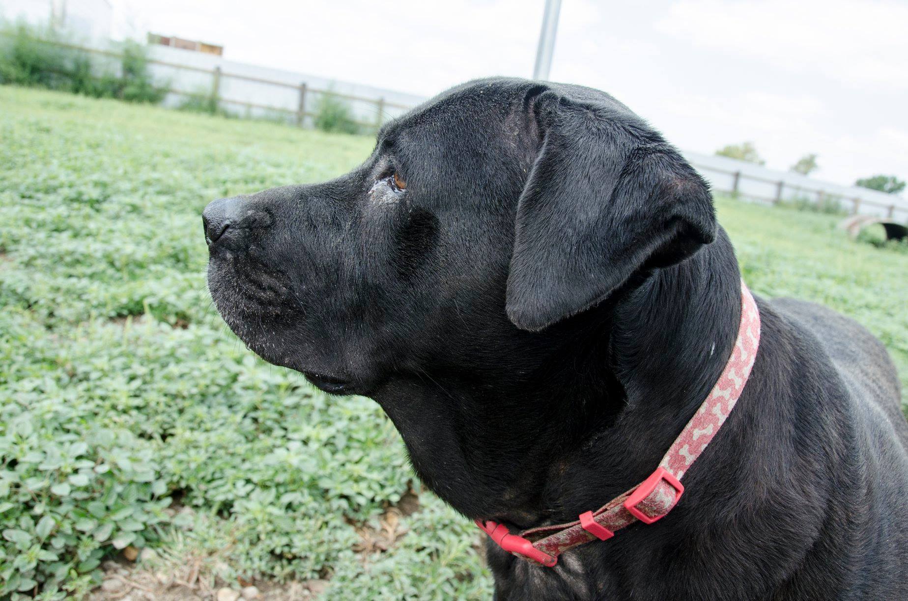 Dog For Adoption Star A Labrador Retriever Mix In Shawnee Ks Petfinder