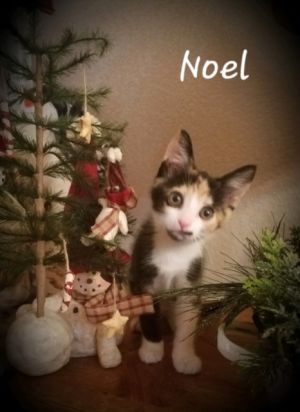 Noel