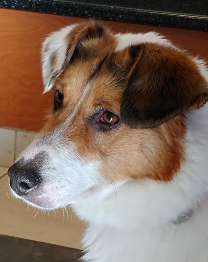 Scarlet, an adoptable Collie in Huntley, IL, 60142 | Photo Image 1