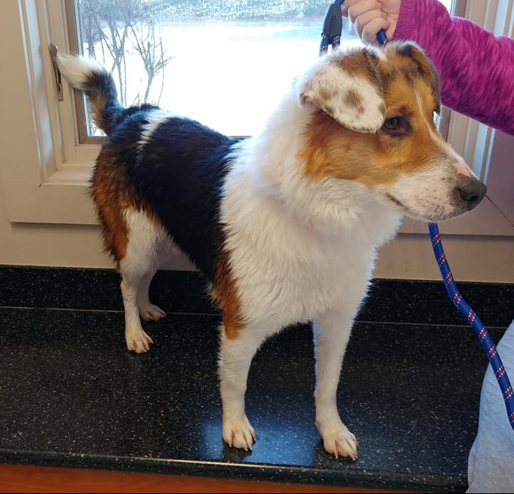 Scarlet, an adoptable Collie in Huntley, IL, 60142 | Photo Image 3