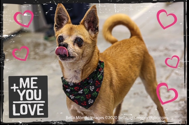 TITO, an adoptable Chihuahua in Albion, NY, 14411 | Photo Image 2