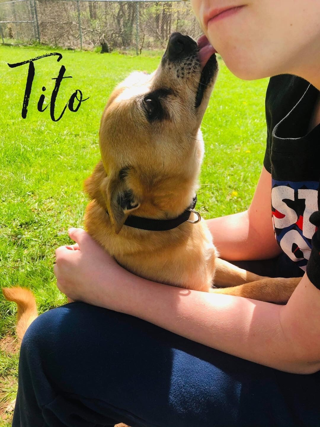 TITO, an adoptable Chihuahua in Albion, NY, 14411 | Photo Image 3