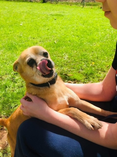 TITO, an adoptable Chihuahua in Albion, NY, 14411 | Photo Image 4