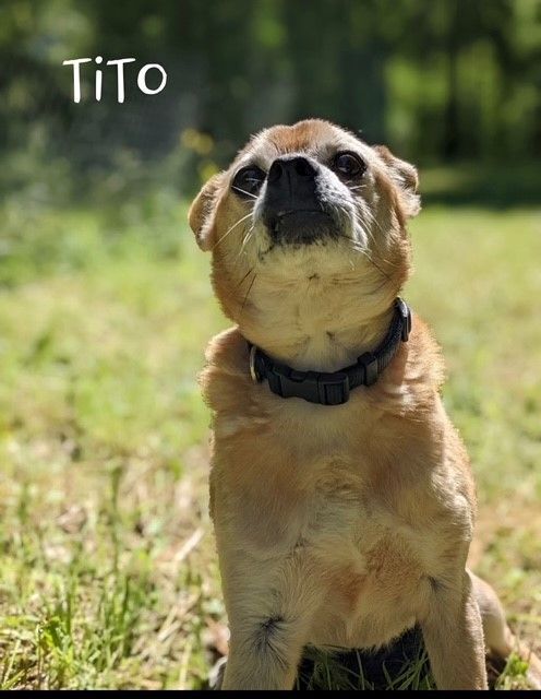TITO, an adoptable Chihuahua in Albion, NY, 14411 | Photo Image 1