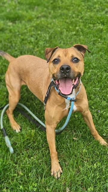 Heath, an adoptable Labrador Retriever, Terrier in Westminster, MD, 21158 | Photo Image 1