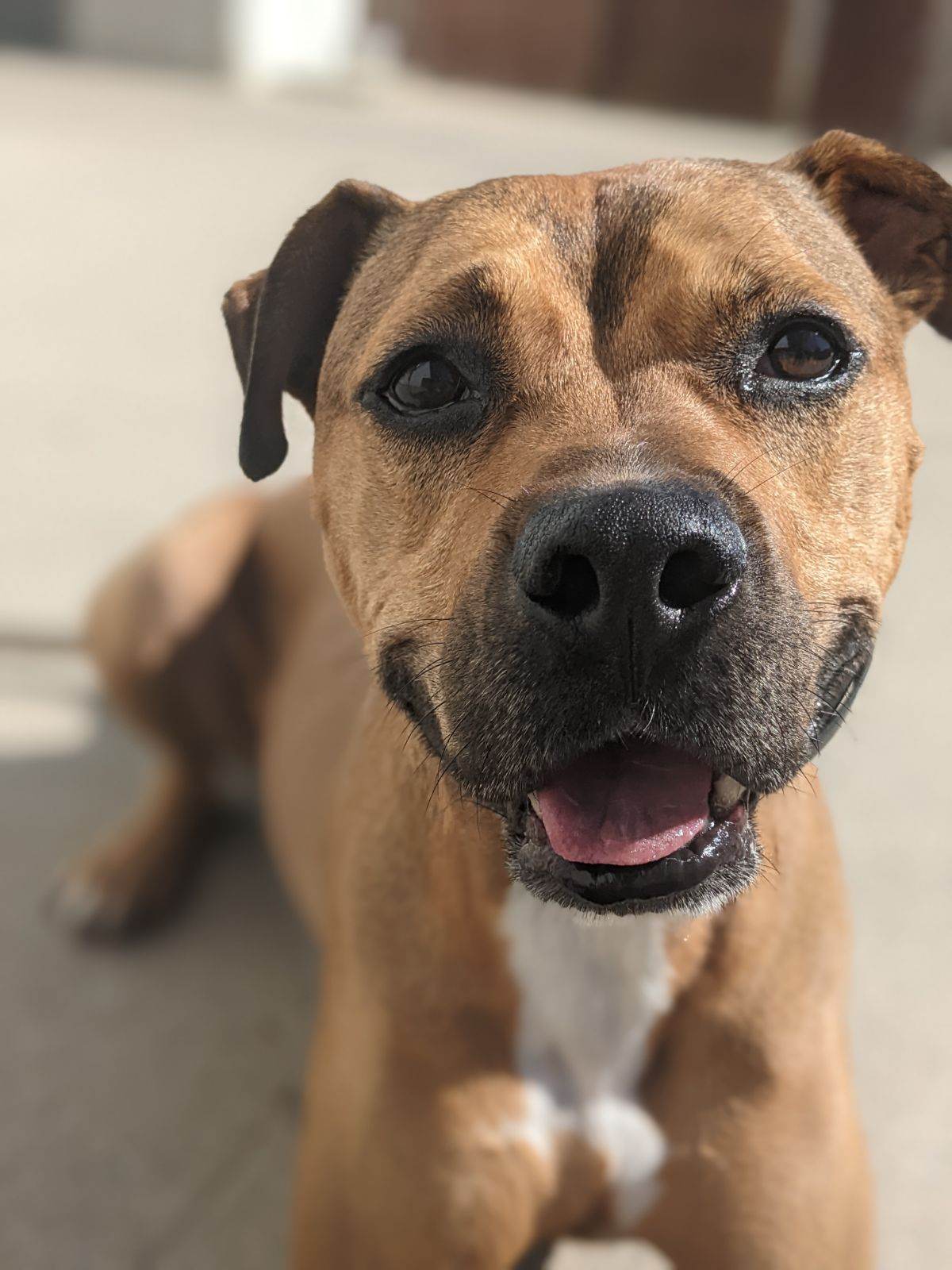 Heath, an adoptable Labrador Retriever, Terrier in Westminster, MD, 21158 | Photo Image 2