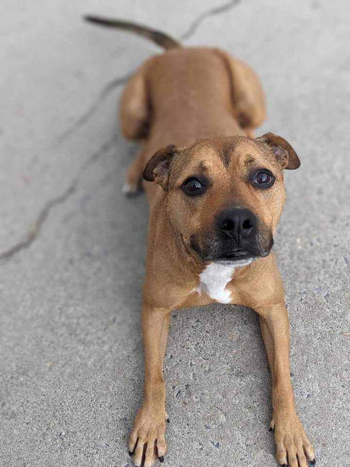 Heath, an adoptable Labrador Retriever, Terrier in Westminster, MD, 21158 | Photo Image 3