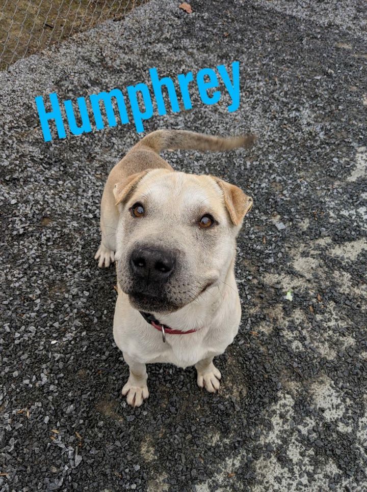 Humphrey 2