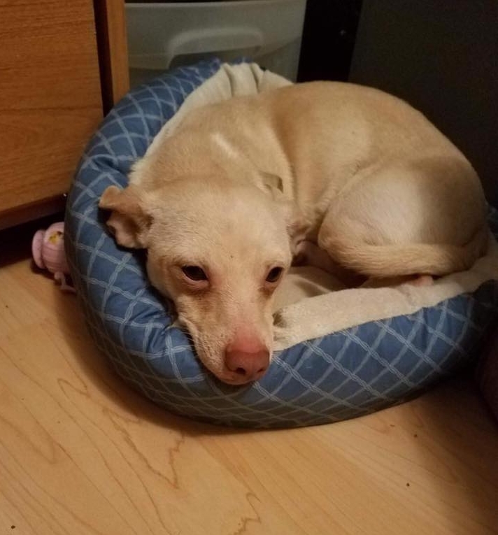 Blondie, an adoptable Chihuahua, Dachshund in Royse City, TX, 75189 | Photo Image 3