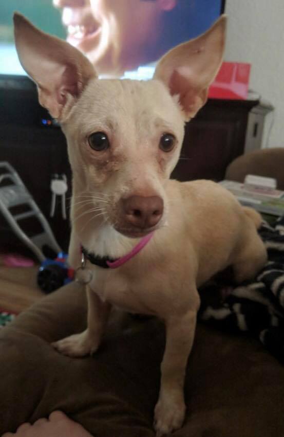 Blondie, an adoptable Chihuahua, Dachshund in Royse City, TX, 75189 | Photo Image 1