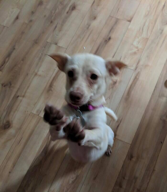 Blondie, an adoptable Chihuahua, Dachshund in Royse City, TX, 75189 | Photo Image 4