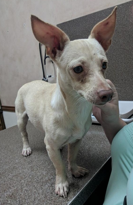 Blondie, an adoptable Chihuahua, Dachshund in Royse City, TX, 75189 | Photo Image 5