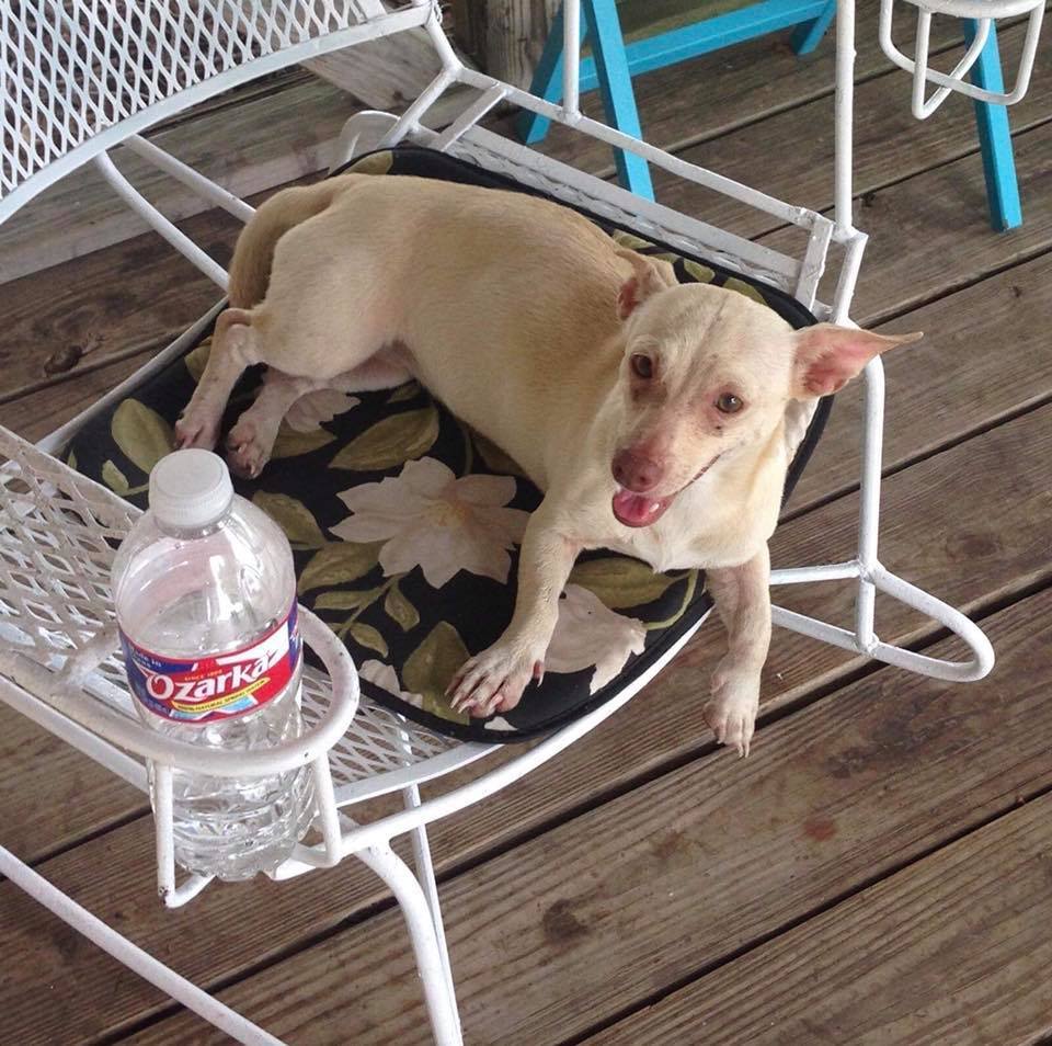 Blondie, an adoptable Chihuahua, Dachshund in Royse City, TX, 75189 | Photo Image 6