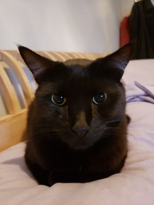 Blueberry Bombay Cat