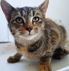 Gretel, an adoptable Domestic Short Hair in Sistersville, WV, 26175 | Photo Image 2