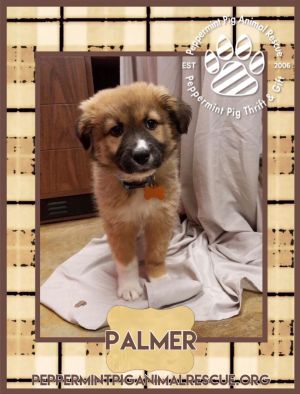 Palmer ADOPTION PENDING