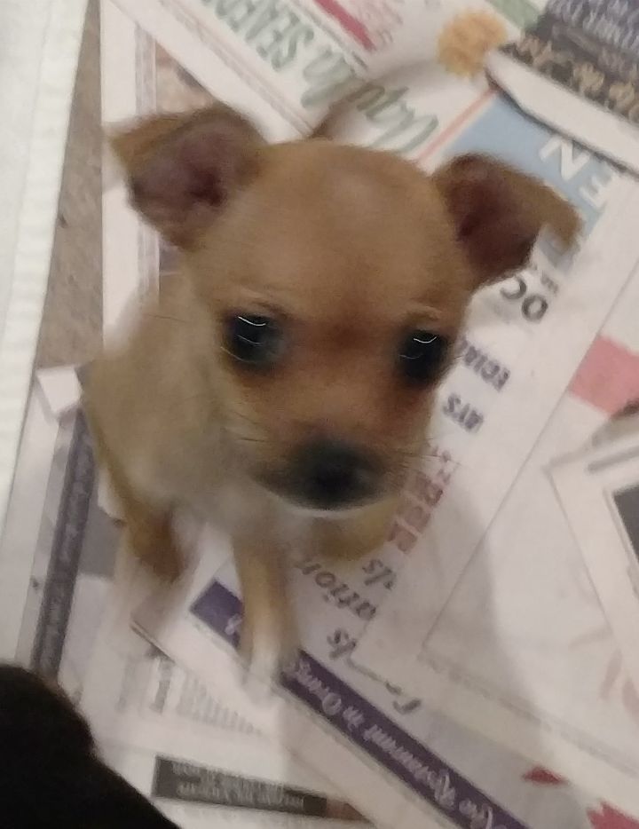 Fawn's Chi puppy #4 2