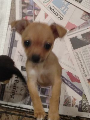 Fawn's Chi puppy #4