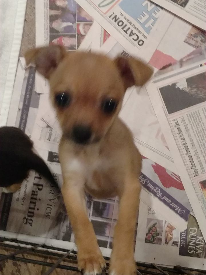 Fawn's Chi puppy #4 1