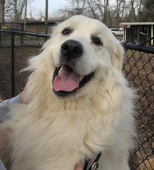 Dog For Adoption Shooter Prefers Men Only Protective A Great Pyrenees In Indianapolis In Petfinder