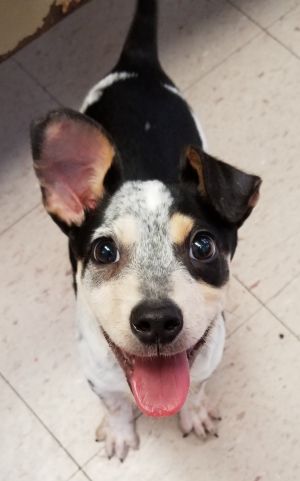 Dog For Adoption Knox An Australian Cattle Dog Blue Heeler